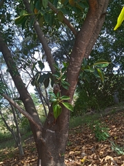Ficus elastica