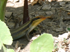 Trachylepis wahlbergii