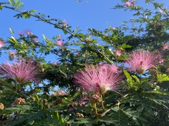 Calliandra tergemina