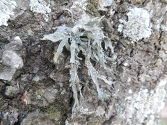 Ramalina celastri
