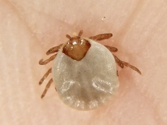 Amblyomma