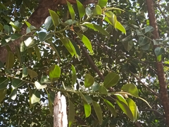 Ficus elastica
