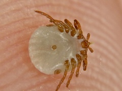 Amblyomma