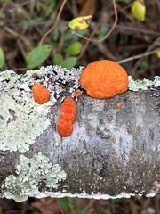 Trametes cinnabarina