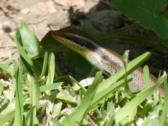 Trachylepis wahlbergii