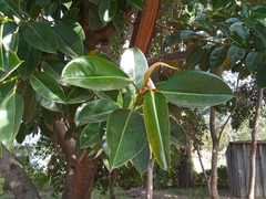 Ficus elastica