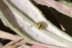 Psyllobora variegata