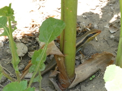 Trachylepis wahlbergii