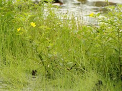 Eleocharis baldwinii