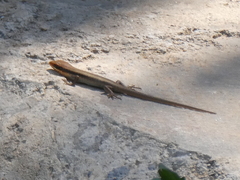 Trachylepis wahlbergii