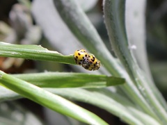 Psyllobora variegata