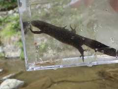 Cynops pyrrhogaster