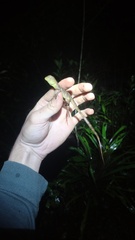 Physignathus cocincinus