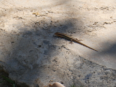 Trachylepis wahlbergii