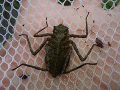 Macromia amphigena amphigena