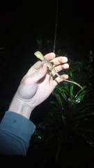 Physignathus cocincinus