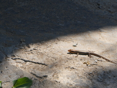 Trachylepis wahlbergii