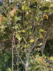 Syzygium guineense