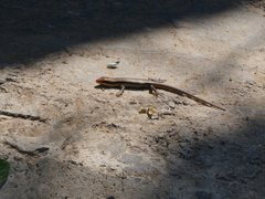 Trachylepis wahlbergii