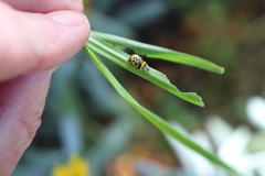 Psyllobora variegata