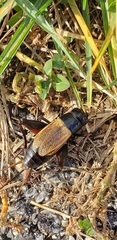 Gryllus