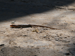 Trachylepis wahlbergii