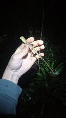 Physignathus cocincinus