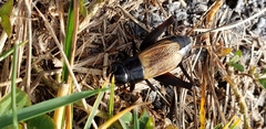 Gryllus