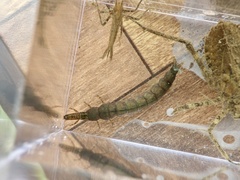 Stenopsyche marmorata