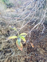 Sambucus cerulea