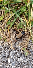 Gryllus