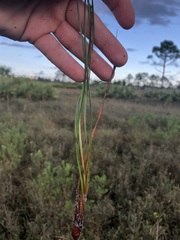 Xyris caroliniana