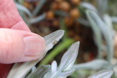 Psyllobora variegata