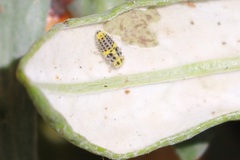 Psyllobora variegata