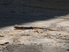 Trachylepis wahlbergii