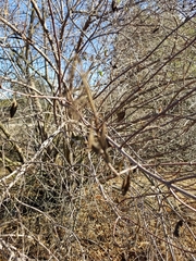 Sambucus cerulea