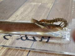 Liobagrus reinii
