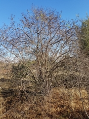 Sambucus cerulea
