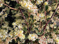 Cercocarpus betuloides