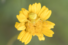 Misumenops