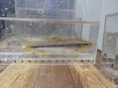 Nipponocypris temminckii