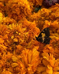 Catasticta teutila teutila