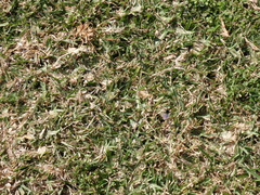 Zizeeria knysna knysna