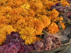 Catasticta teutila teutila