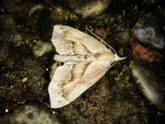 Lophomilia polybapta