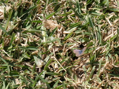 Zizeeria knysna knysna