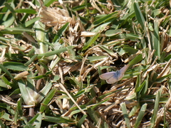 Zizeeria knysna knysna