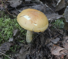 Cortinarius talus