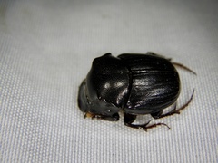 Onthophagus lenzii
