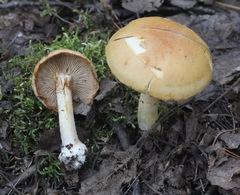 Cortinarius talus